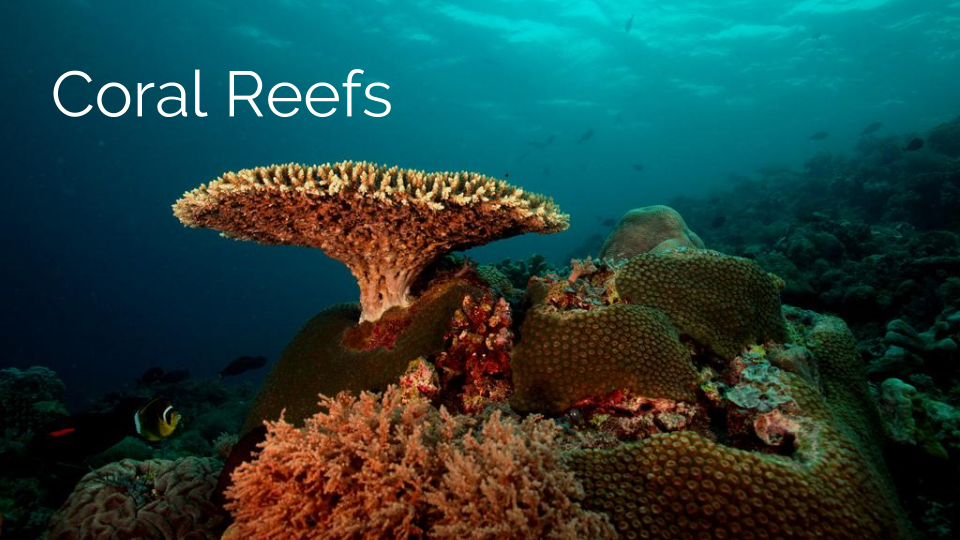 Coral Reefs
